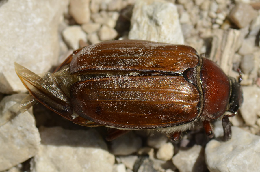 Grosso maggiolino: Melolontha melolontha.